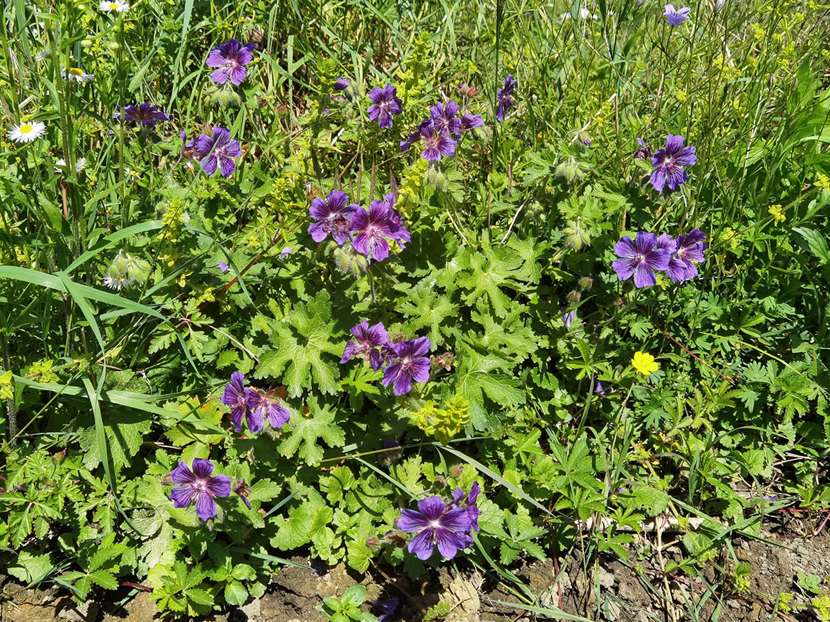 Geranium x magnificum photo